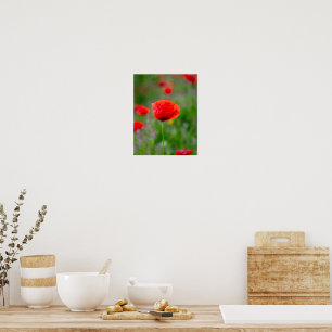 Vibrant Red Poppy in Wildflower Meadow Poster