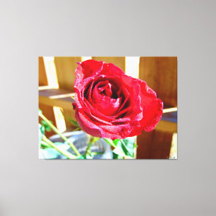 Vibrant Red Rose in Sunlight Canvas Print