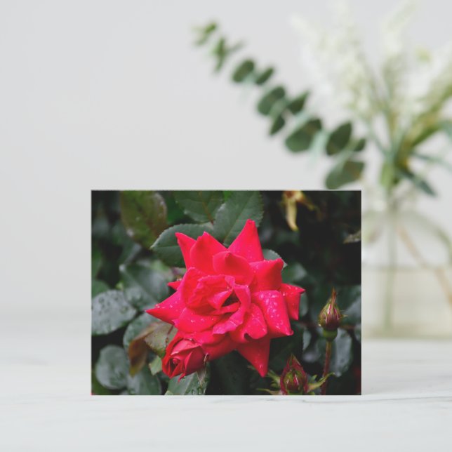 Vibrant Red Rose Postcard (Standing Front)