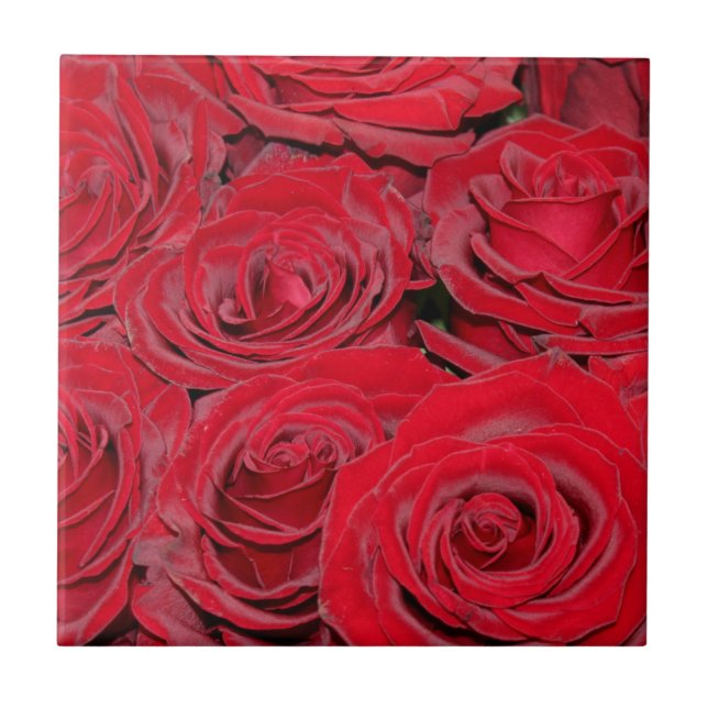 Vibrant Red Roses  Tile (Front)