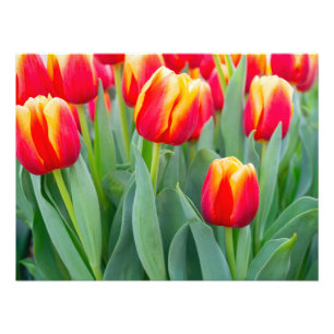 Vibrant Red & Yellow Tulips in Spring Garden Photo Print