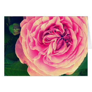 Vibrant Rose
