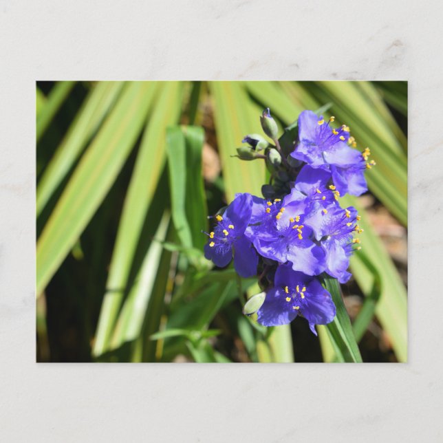 Vibrant Spiderwort flowers Postcard (Front)