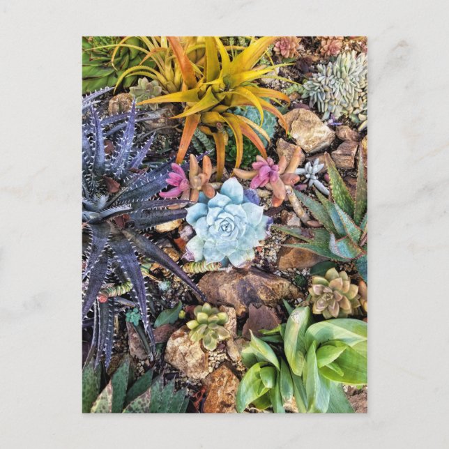 Vibrant succulent garden postcard (Front)