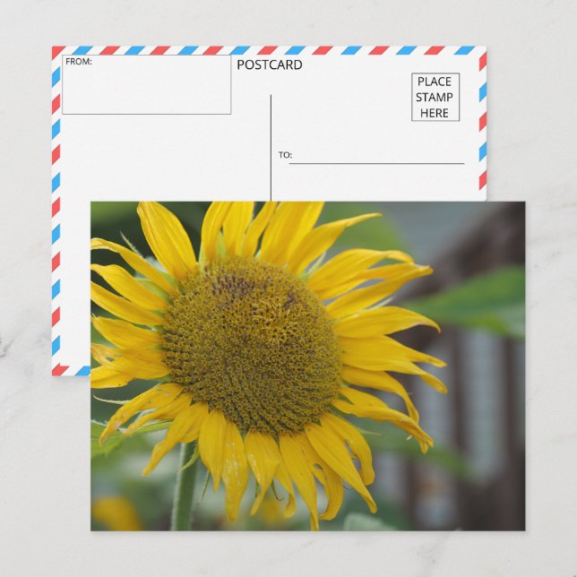 Vibrant Summer Sunflower Postcard (Front/Back)