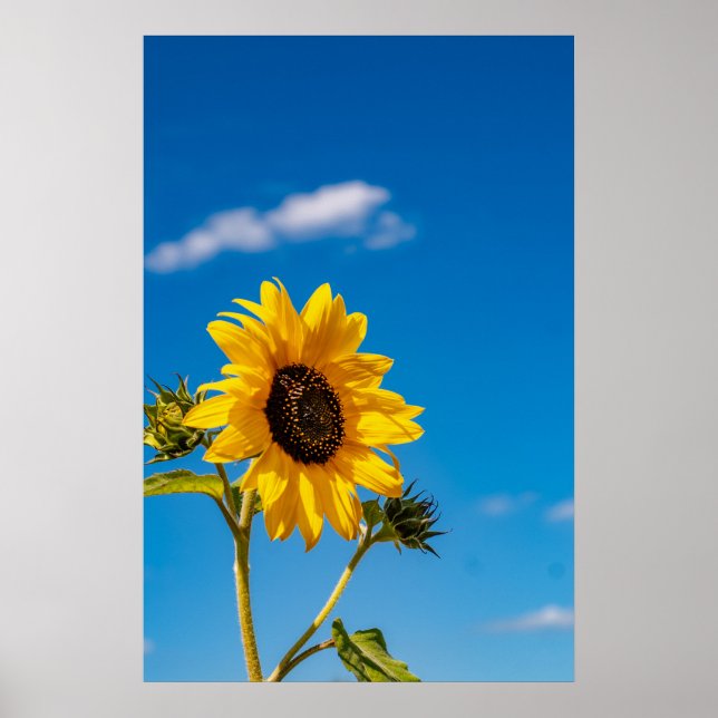 Vibrant Sunflower Bloom Poster (Front)