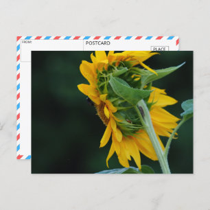 Vibrant Sunflower Elegance Postcard