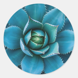Vibrant Teal Agave Succulent Macro Geometric Classic Round Sticker