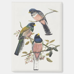 Vibrant Three Trogons Perched Branch Vintage Bird Magnet