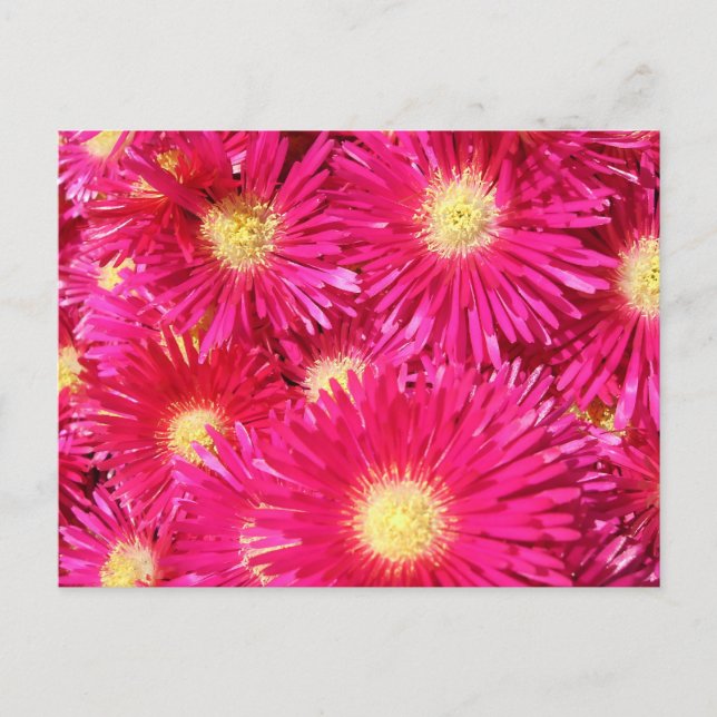 Vibrant trailing ice plant postcard (Front)