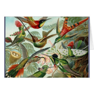 Vibrant Vintage hummingbirds art exotic tropical