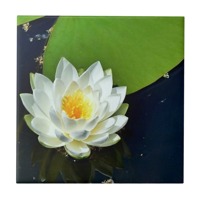 Vibrant White Water Lily Photo Tile (Front)