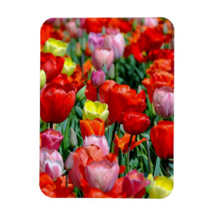 Vibrant Yellow and Red Tulips Garden Photo Magnet