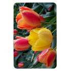 Vibrant Yellow and Red Tulips Garden Photo