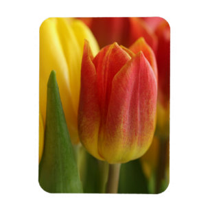 Vibrant Yellow and Red Tulips Garden Photo Magnet