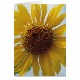 Vibrant Yellow Sunflower Flowers in Blue Sky