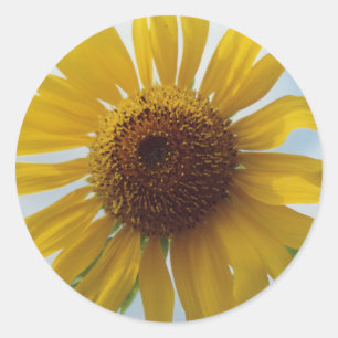 Vibrant Yellow Sunflower Flowers in Blue Sky Classic Round Sticker