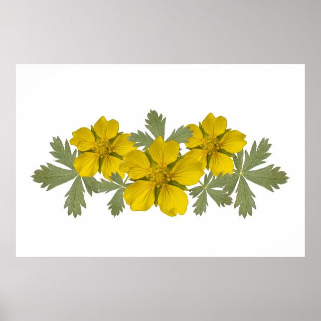 Vibrant Yellow Yosemite Wildflowers Poster (Front)