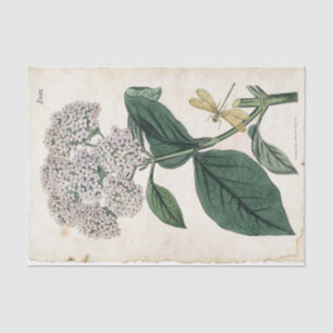 Viburnum Botanical Gold Dragonfly White Flower  Tissue Paper