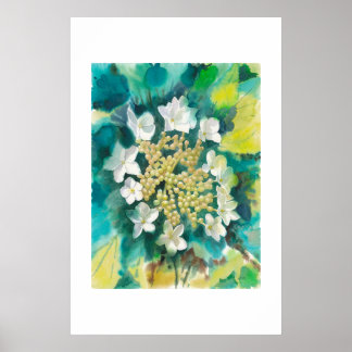 Viburnum Flowers Poster