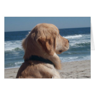 Viceroy at the Beach