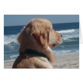 Viceroy at the Beach