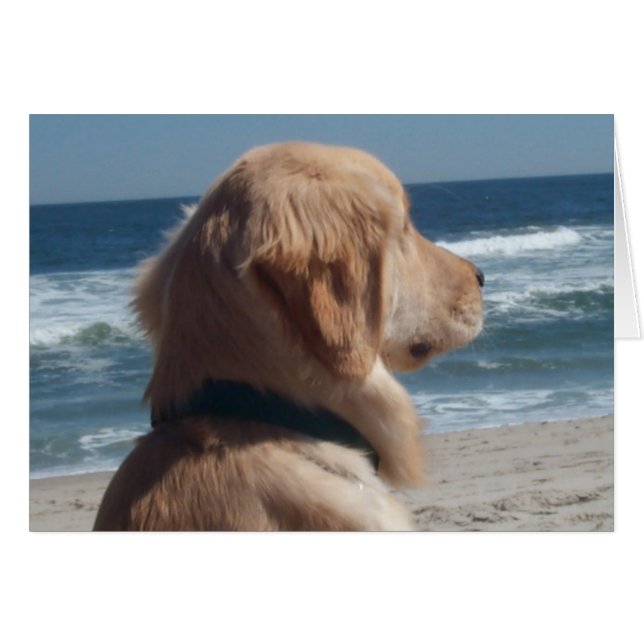 Viceroy at the Beach (Front Horizontal)