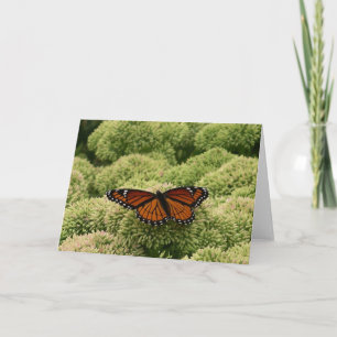 Viceroy Butterfly Beautiful Nature Photography Card