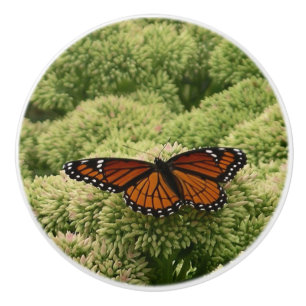 Viceroy Butterfly Beautiful Nature Photography Ceramic Knob