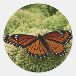 Viceroy Butterfly Beautiful Nature Photography Classic Round Sticker