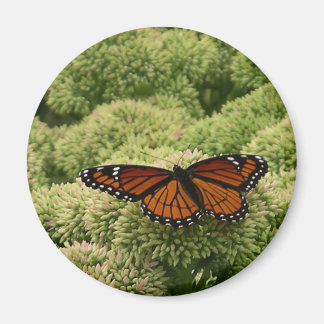 Viceroy Butterfly Beautiful Nature Photography Magnet