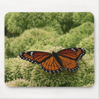 Viceroy Butterfly Beautiful Nature Photography Mouse Pad