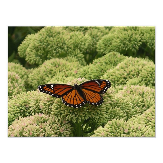 Viceroy Butterfly Beautiful Nature Photography Photo Print (Front)