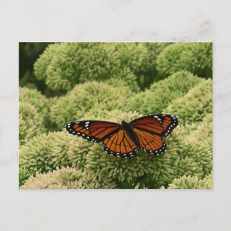 Viceroy Butterfly Beautiful Nature Photography Postcard