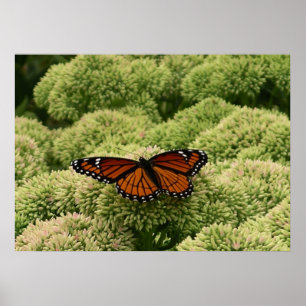 Viceroy Butterfly Beautiful Nature Photography Poster