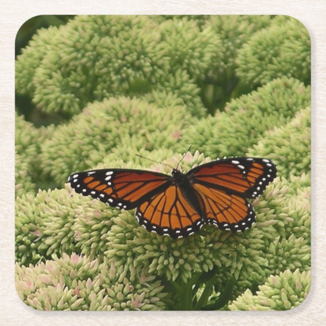 Viceroy Butterfly Beautiful Nature Photography Square Paper Coaster (Front)