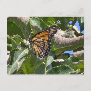 Viceroy butterfly holiday postcard