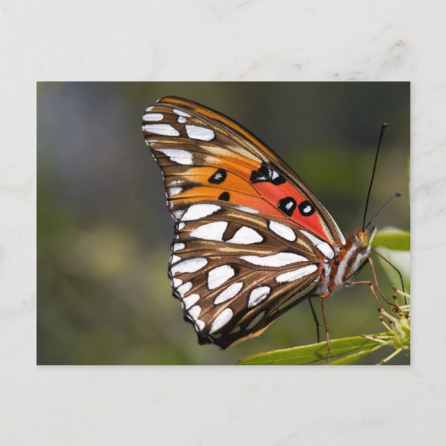 Viceroy Butterfly Postcard (Front)