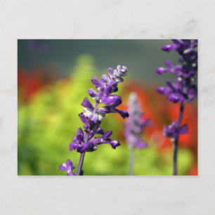 Victoria Blues Postcard