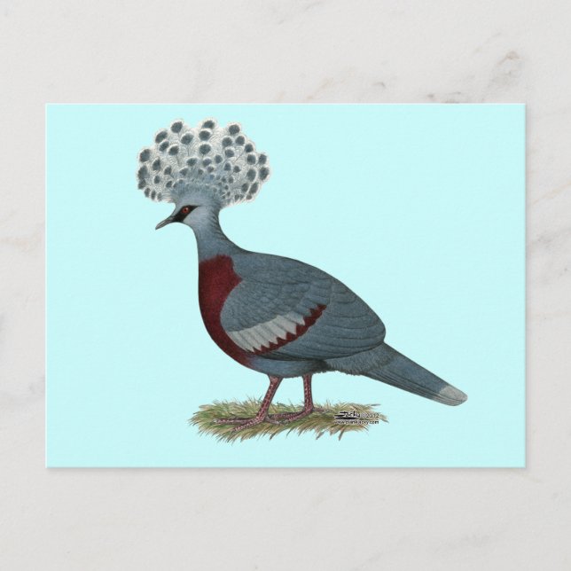 Victoria Crowned Pigeon Postcard (Front)