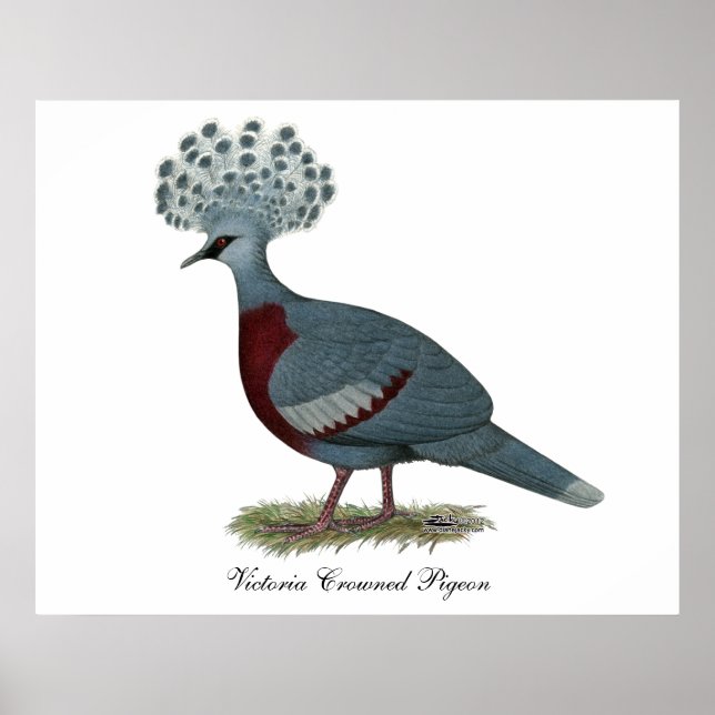 Victoria Crowned Pigeon Poster (Front)