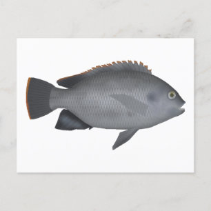 Victoria Tilapia Postcard