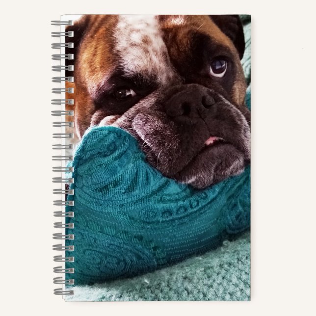 Victorian Bulldog Photo 8x5 Notebook (Front)