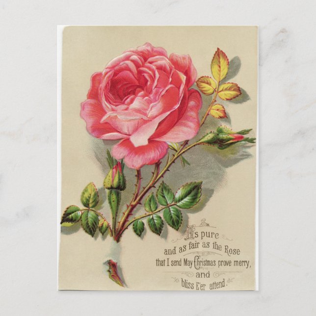 Victorian Christmas Rose Postcard (Front)