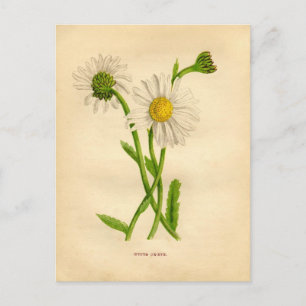 Victorian Daisy Study Postcard