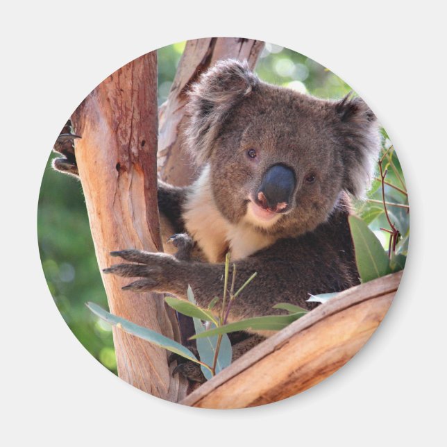 Victorian Koala Magnet (Front)