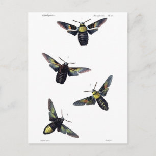 Victorian Moths Postcard