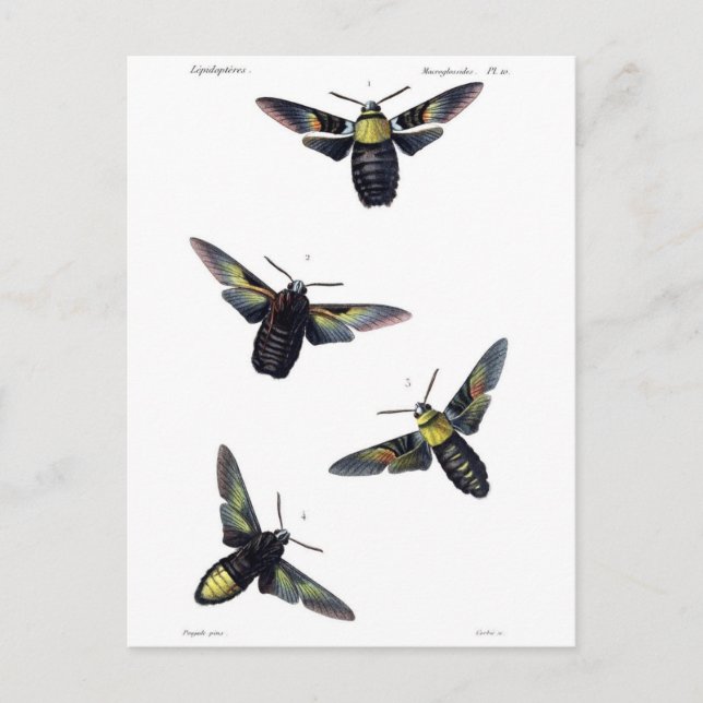 Victorian Moths Postcard (Front)