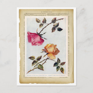 Victorian Pink and Yellow Roses II Postcard