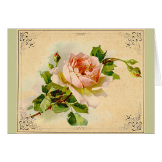 Victorian Pink Rose